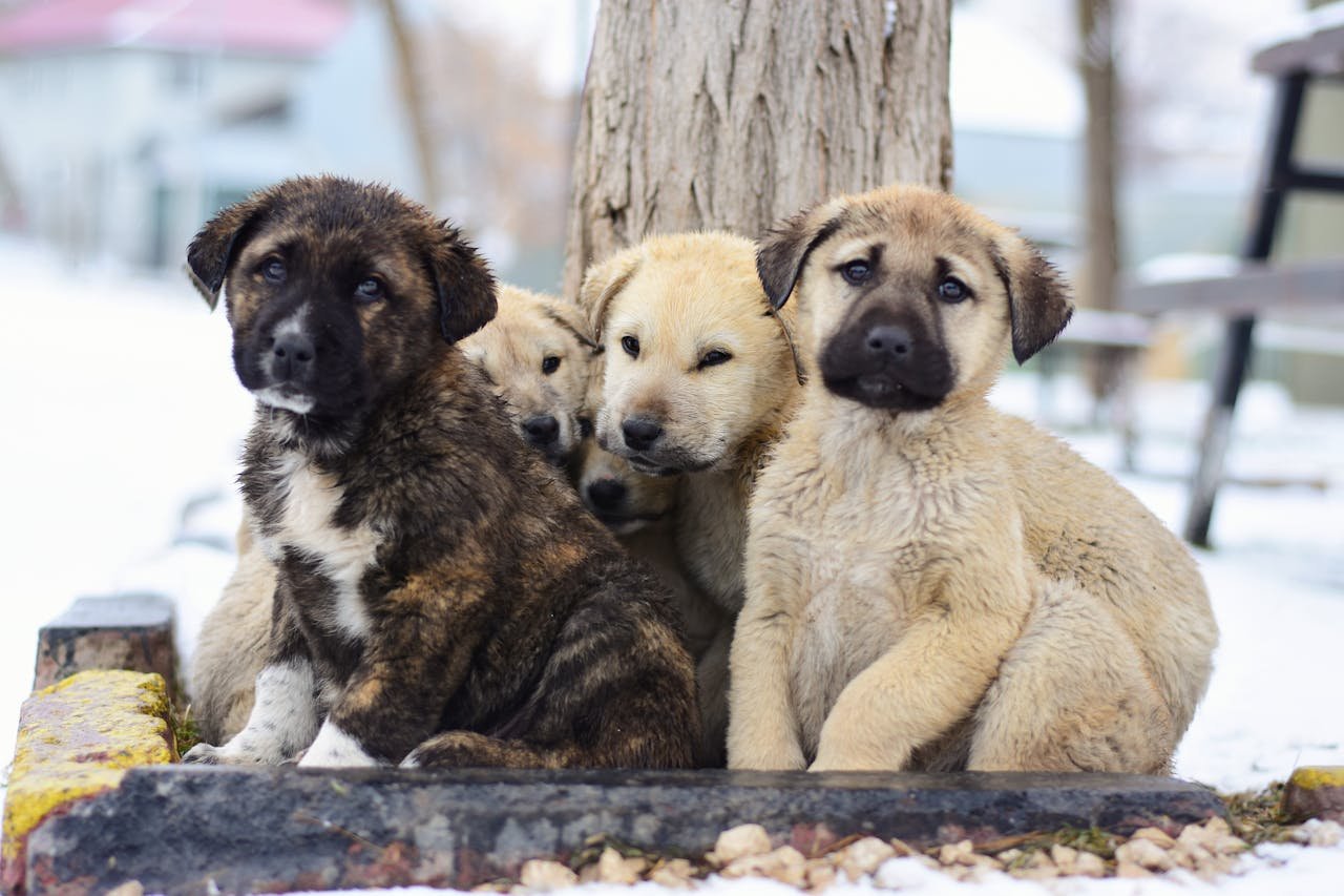 Group of cute puppies sitting together outdoors during winter season.